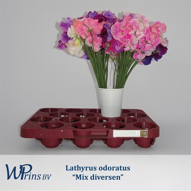 <h4>LATHYR ODORATUS GEM</h4>