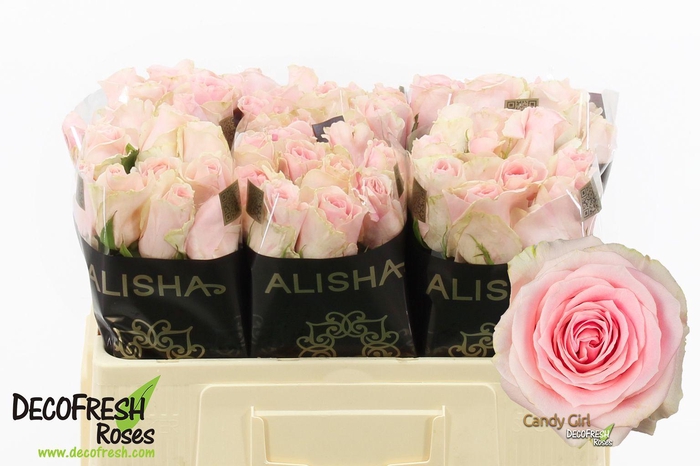 <h4>R Gr Candy Girl</h4>