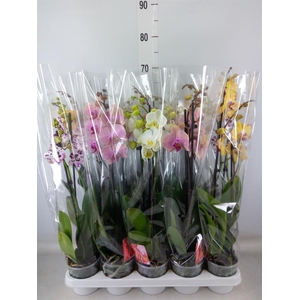 Phalaenopsis   ...mix
