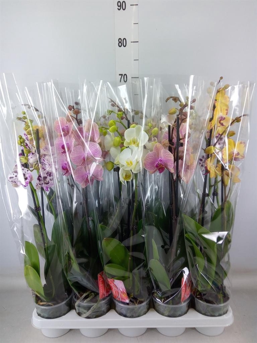 <h4>Phalaenopsis   ...mix</h4>