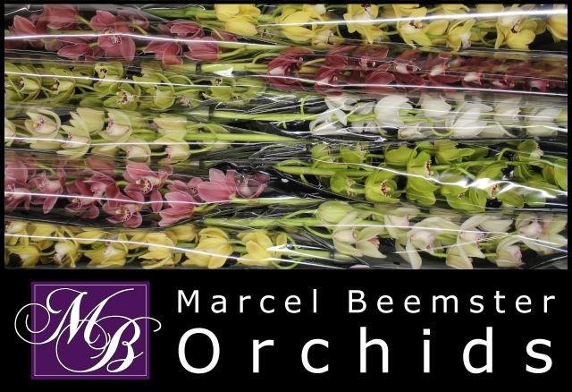 <h4>CYMB MI GEM</h4>