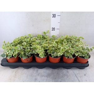 Hedera helix 'White Wonder'