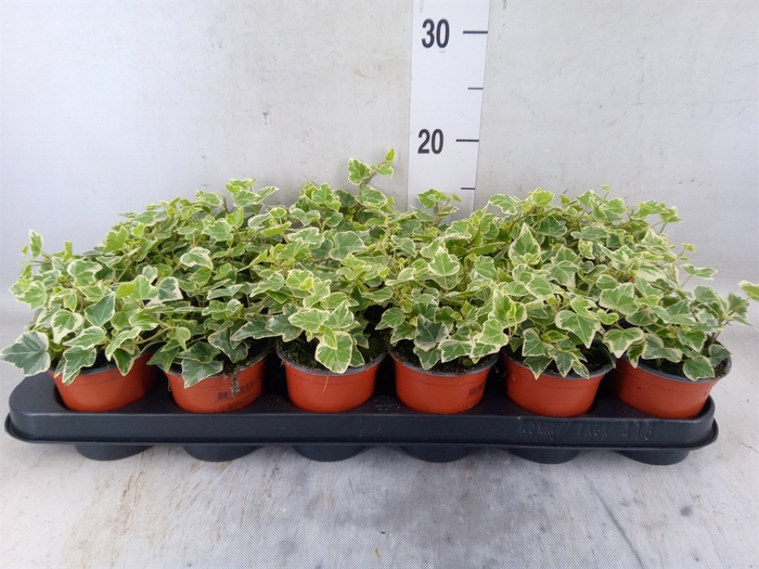 <h4>Hedera helix 'White Wonder'</h4>