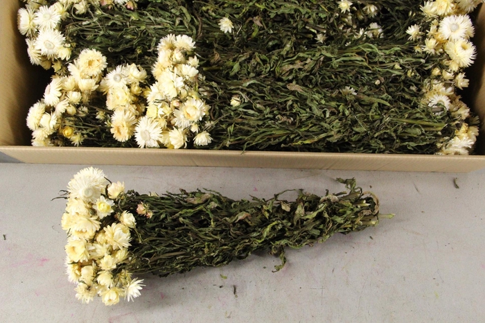 <h4>DF Helichrysum Bs White</h4>