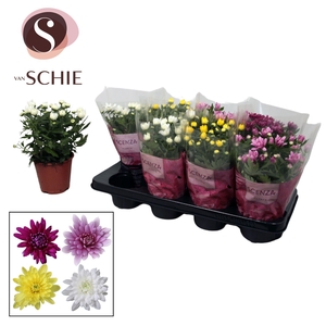 Chrysant Chrystal Mix