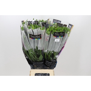 Alstroemeria Noa