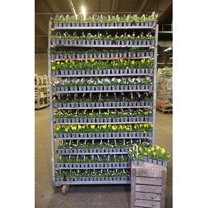 Vio Co Mixk Tasje A 10st