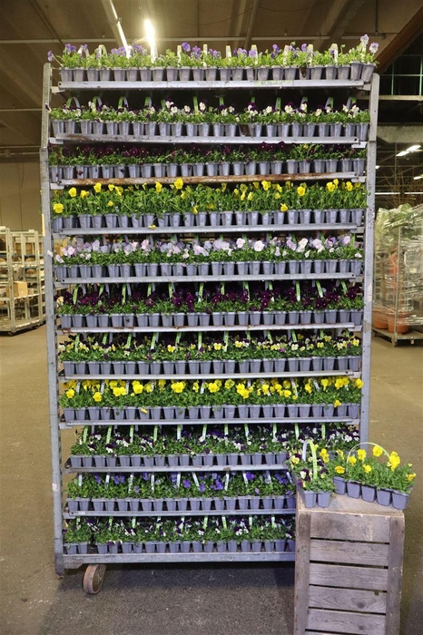 <h4>Vio Co Mixk Tasje A 10st</h4>