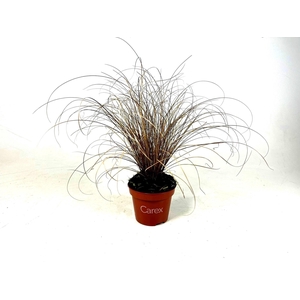 Carex 'Bronze Form' p10,5