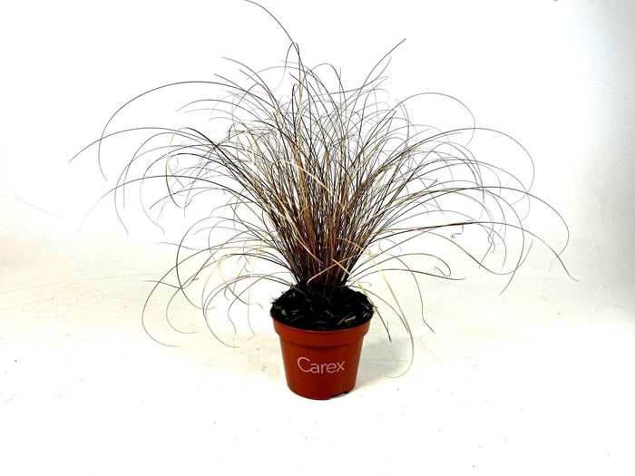 <h4>Carex 'Bronze Form' p10,5</h4>