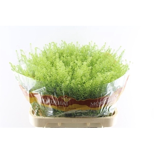 Thlaspi Green Bell 50 Gram