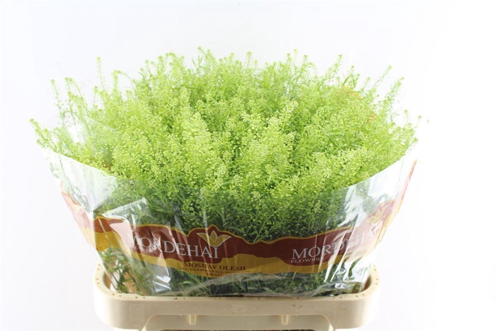 <h4>Thlaspi Green Bell 50 Gram</h4>