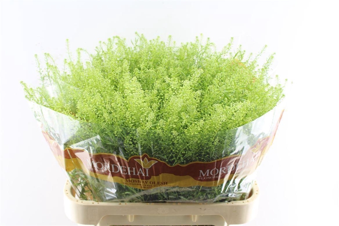 <h4>Thlaspi Green Bell 50 Gram</h4>