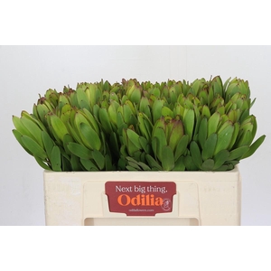 Leucadendron Goldstrike