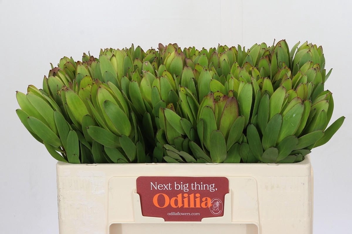 <h4>Leucadendron Goldstrike</h4>