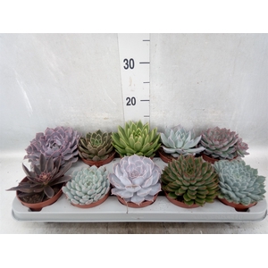 Echeveria   ...mix