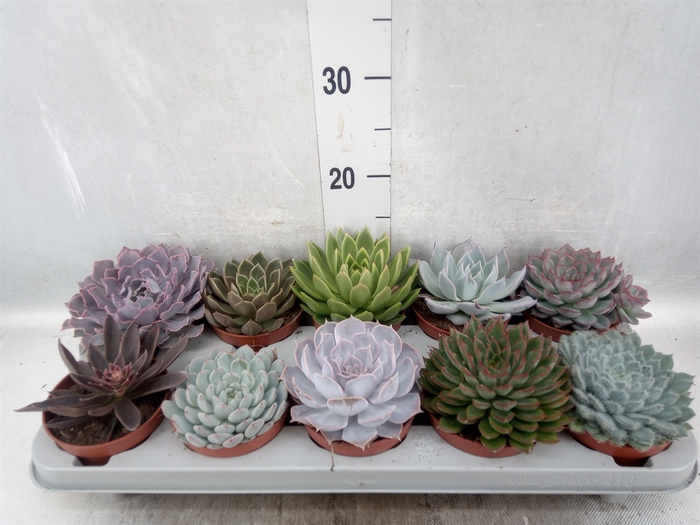 <h4>Echeveria   ...mix</h4>