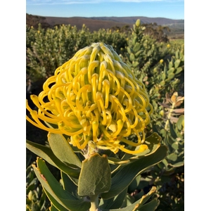 Leucospermum Sunbeam