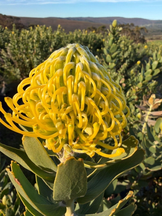 <h4>Leucospermum Sunbeam</h4>