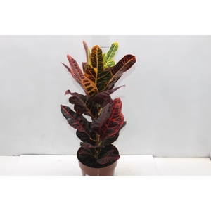 CROTON HIBRIDO EXCELLENT P17