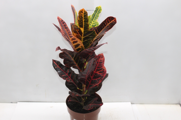 CROTON HIBRIDO EXCELLENT P17