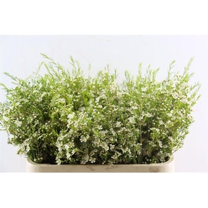 Cham White Ofir