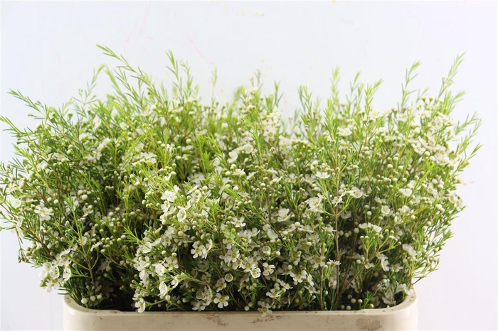 <h4>Cham White Ofir</h4>