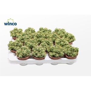 Mammillaria Longimamma