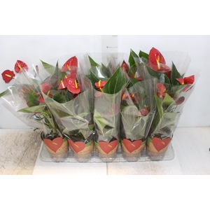 ANTHURIUM RED SUCCESS P12