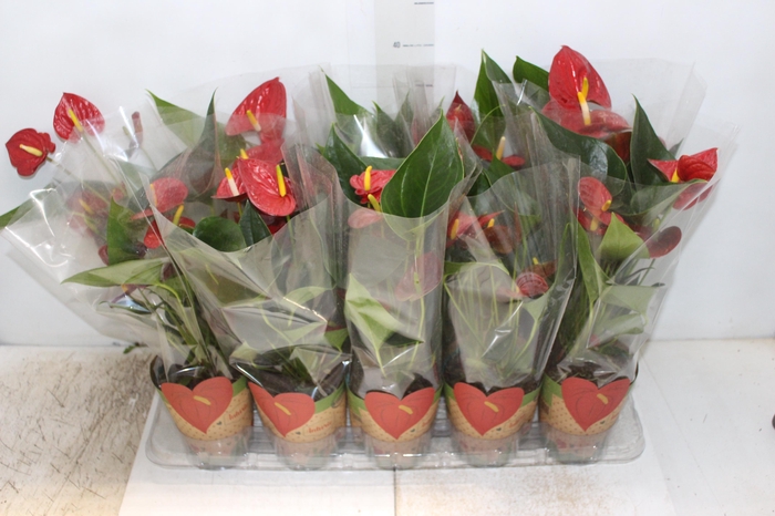 <h4>ANTHURIUM RED SUCCESS P12</h4>