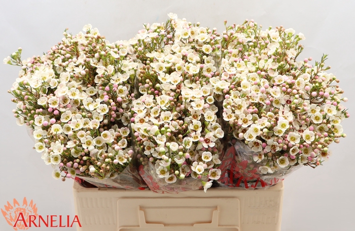 <h4>Chamelaucium Janelle</h4>