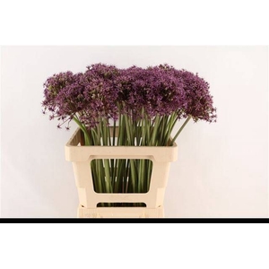 ALLIUM ATROPURPUREUM
