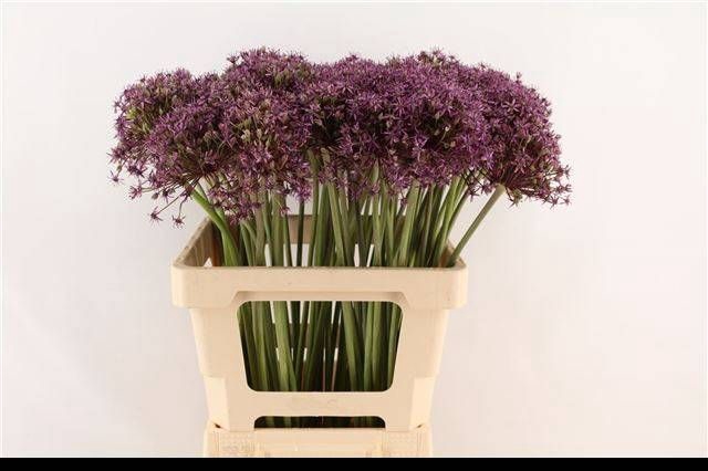<h4>ALLIUM ATROPURPUREUM</h4>