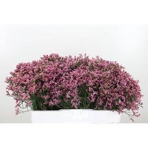 Lim Sin Tiffany Diam