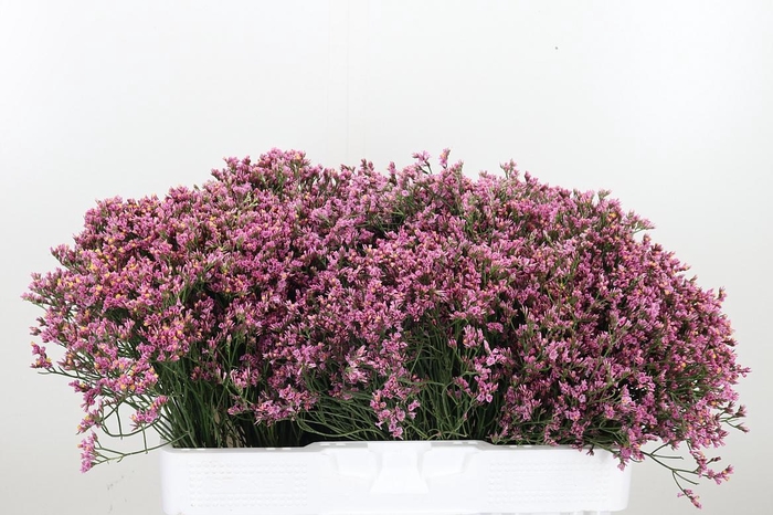 <h4>Lim Sin Tiffany Diam</h4>