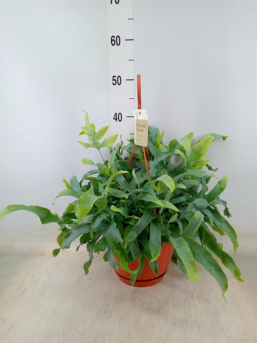 <h4>Phlebodium aureum 'Blue Star'</h4>