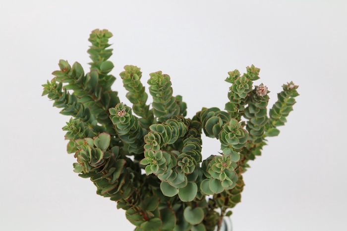 <h4>Kaaps Groen Paranomus Reflexus</h4>
