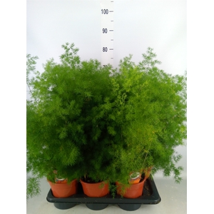 Asparagus umbellatus
