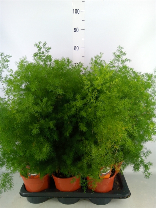<h4>Asparagus umbellatus</h4>