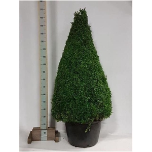 BUXU SEMPERVIRENS