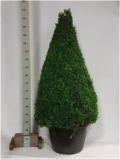 <h4>BUXU SEMPERVIRENS</h4>