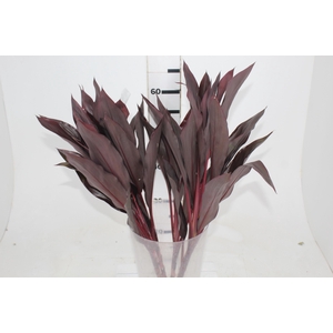 FOLHAGEM DRACENA RUBRA VINHO
