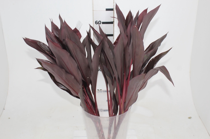 <h4>FOLHAGEM DRACENA RUBRA VINHO</h4>
