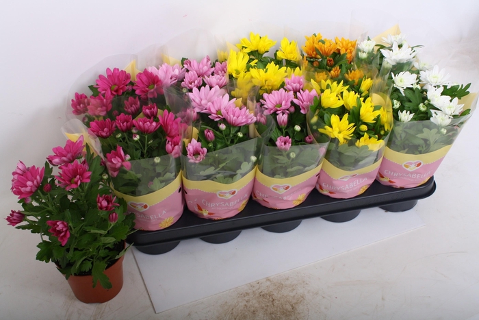 <h4>CHRYS GEM 5 KL</h4>