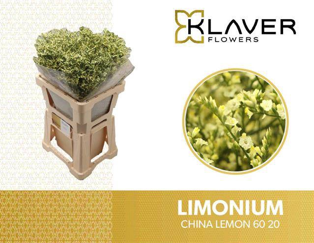 <h4>LIM SIN CHINA LEMON</h4>