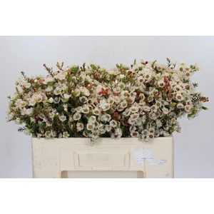 Chamelaucium Moonlight Delight