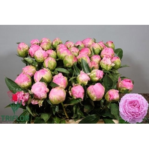 PAEO L JACORMA