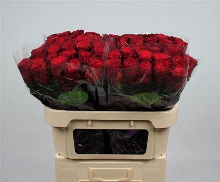 <h4>R Gr Rhodos</h4>