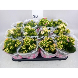 Kalanchoe blos.   ..mix