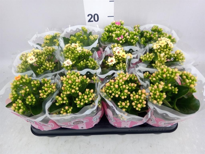 <h4>Kalanchoe blos.   ..mix</h4>